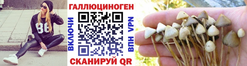 Псилоцибиновые грибы Psilocybe  Купить закладки  Мелеуз 